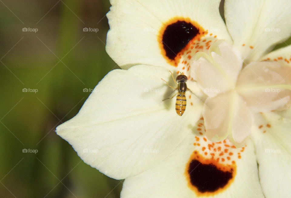 Little bee at garden