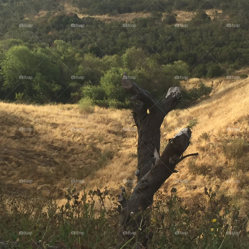 Dead tree stump