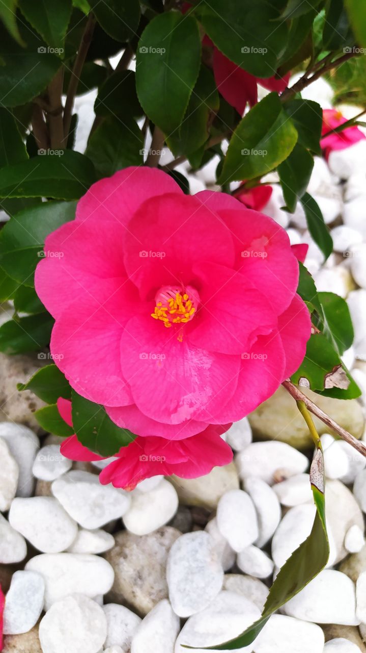 La vida es de color, pese a las adversidades, resurge de entre las piedras.