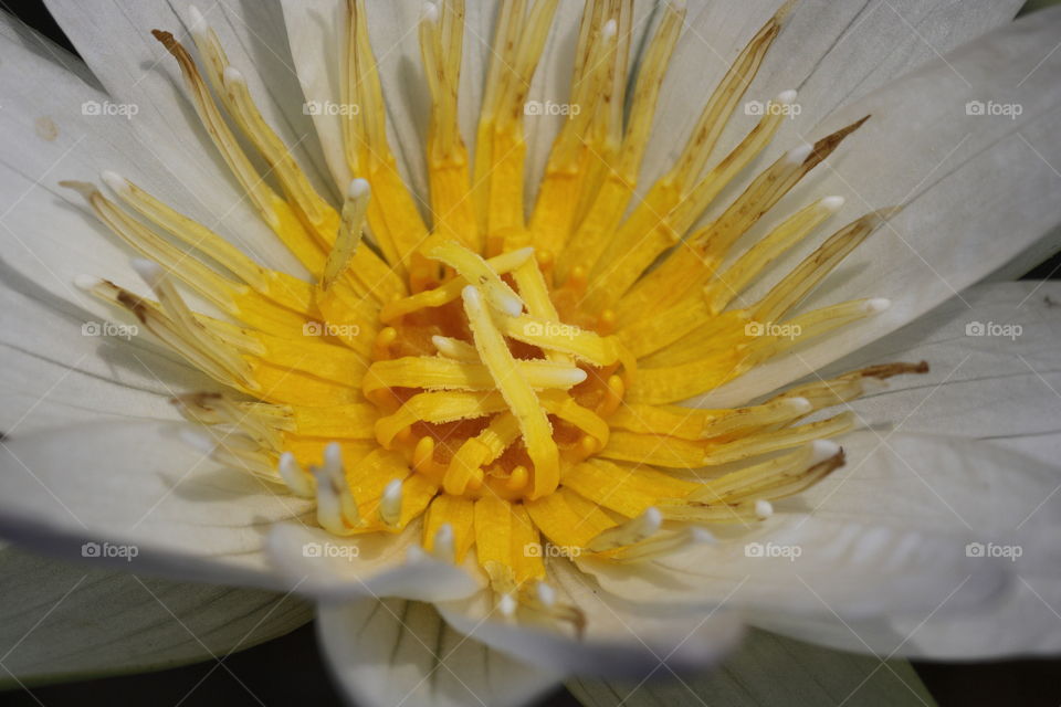 Inside of a waterlily flower