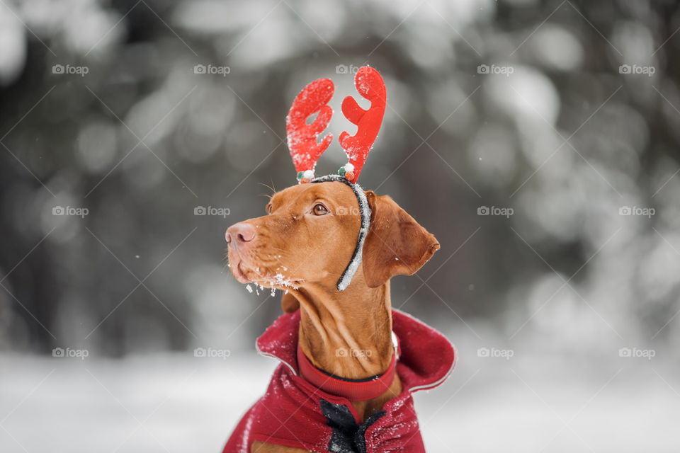 Outdoor portrait of Hungarian vyzhla dog in funny headband 