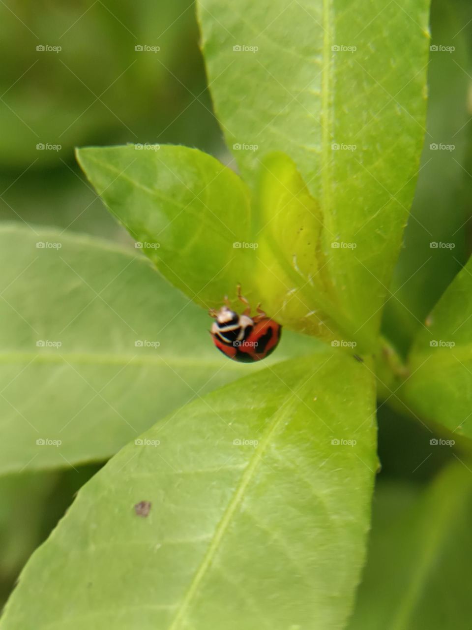 The ladybug