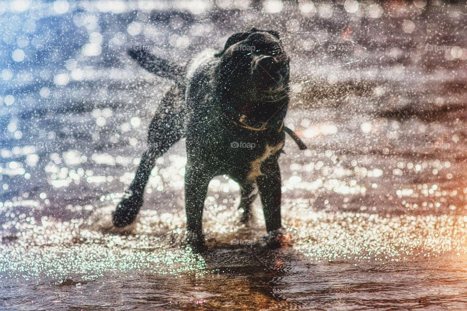 Dog splash