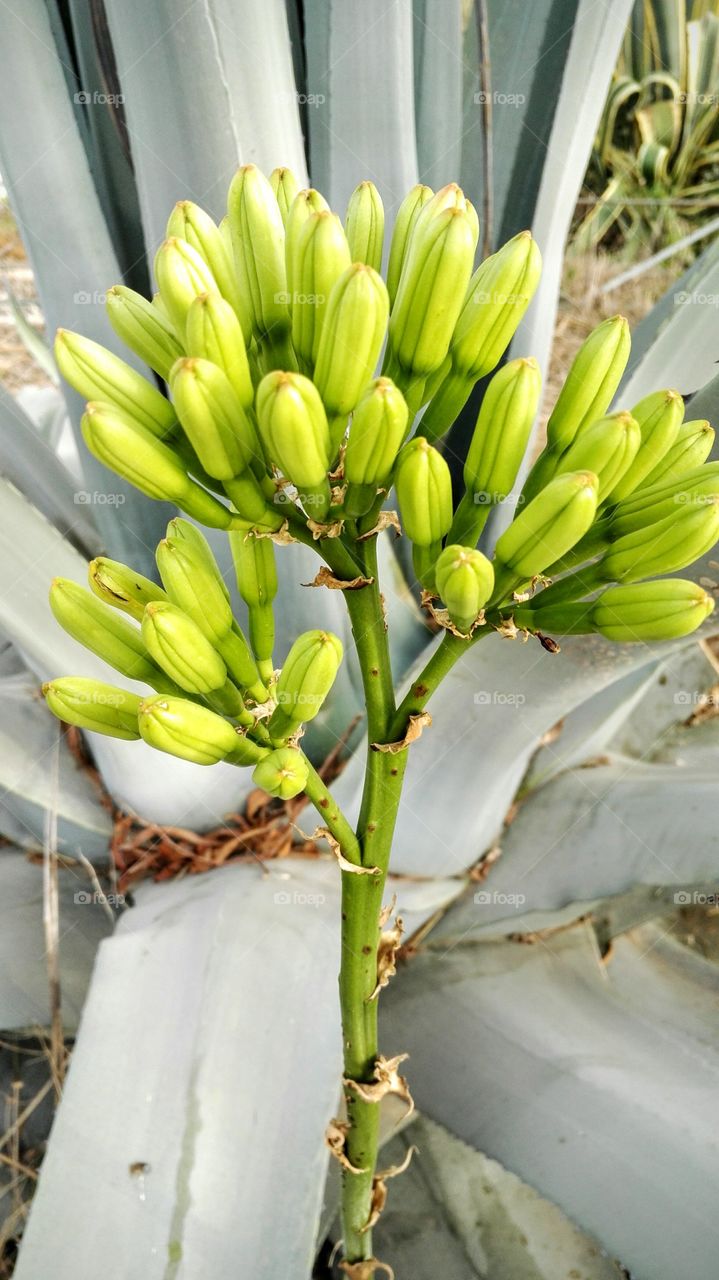 semi di Agave