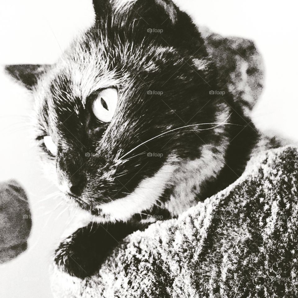 Black and White Tortie