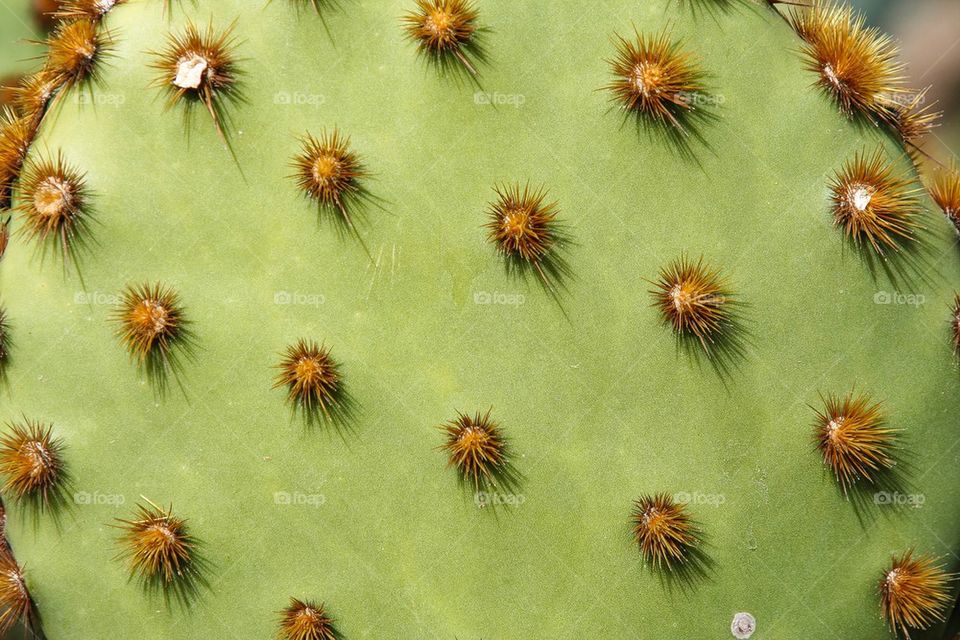 Cactus