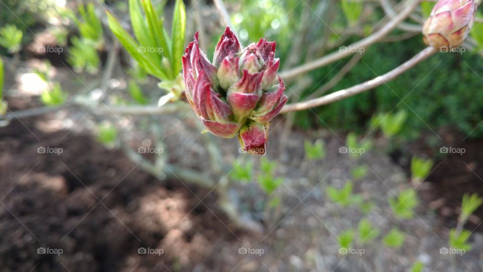 Nature, Flora, Leaf, Flower, Garden