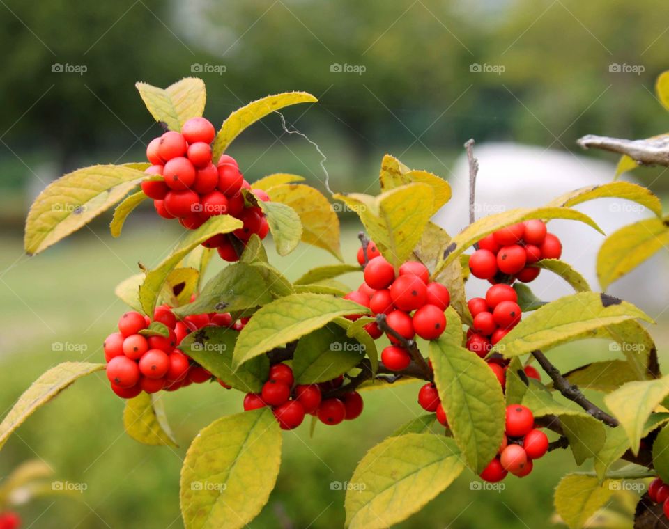 Red berries in the tree in the park South Korea.