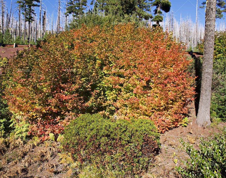 Multitudes of leaves by a manzanita bush in the forest changing to their fall colors of red, orange, and yellow on a bright autumn day. 