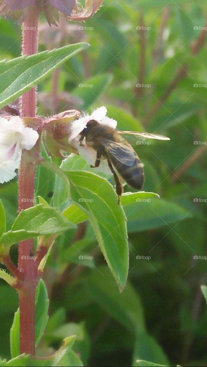 A beautiful bee on flowers.