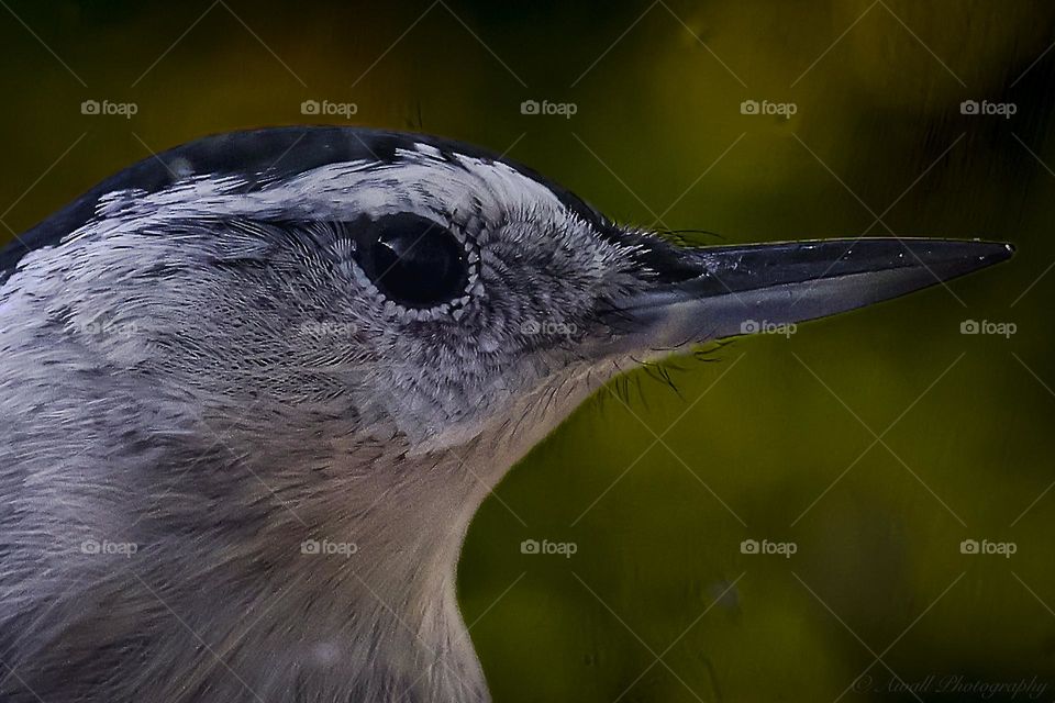 White-breasted nuthatch