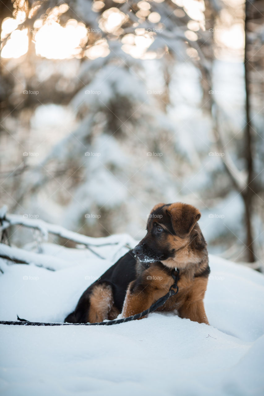 Red cute german shepard 3-th months puppy portrait at snow at the winter