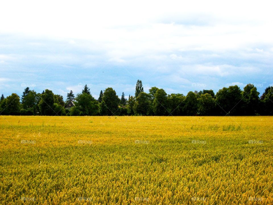 Rapeseed field