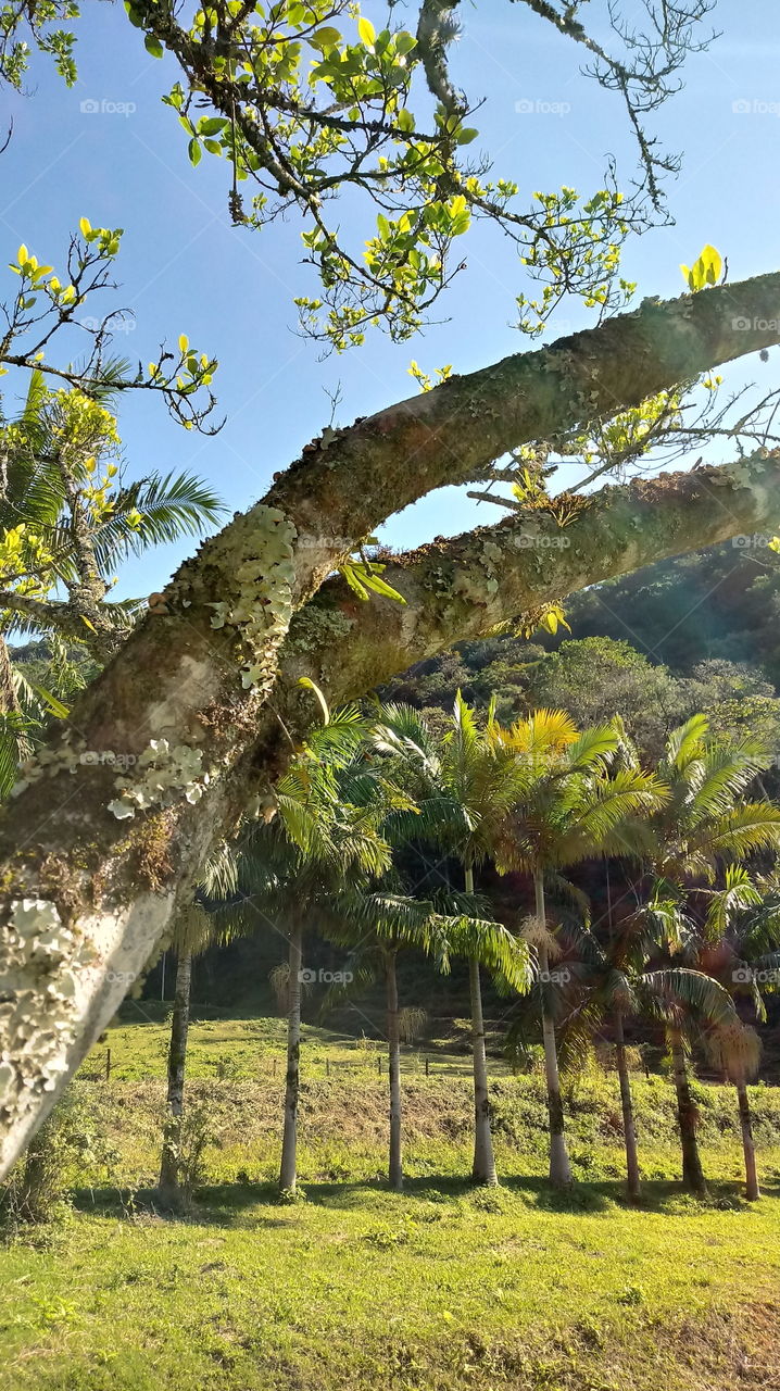 NATUR NATURAL TRUNK TREE