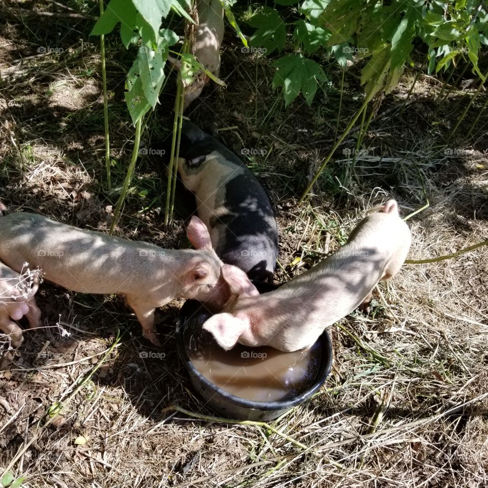 Baby piglets