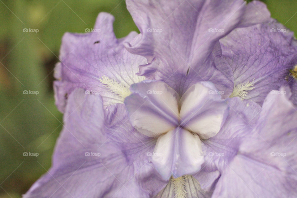 Purple and white fresh flowers