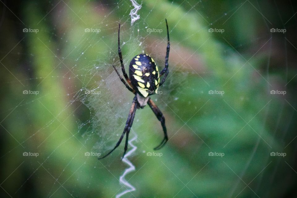 An orb spider in its intricate web