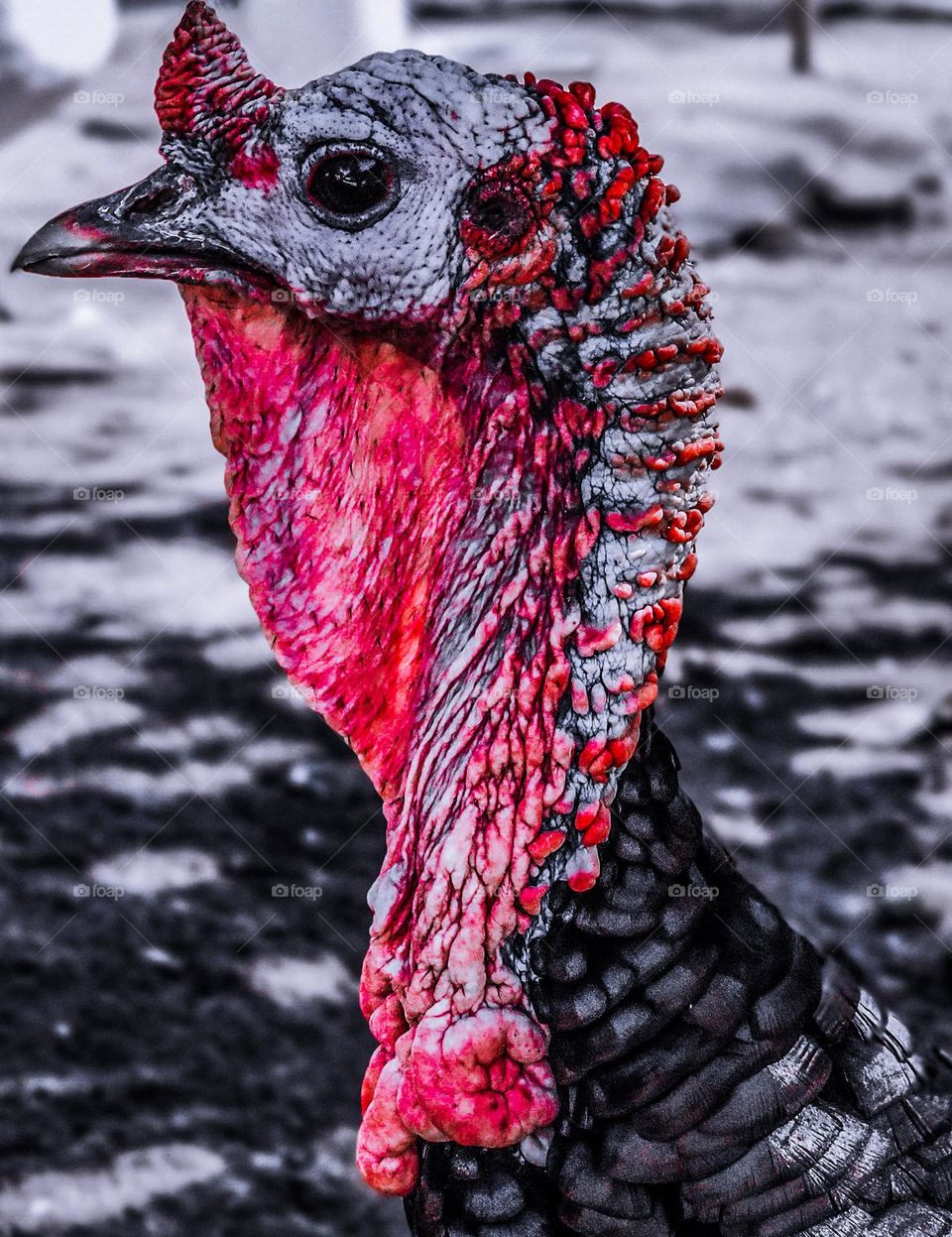 Turkey's strange look