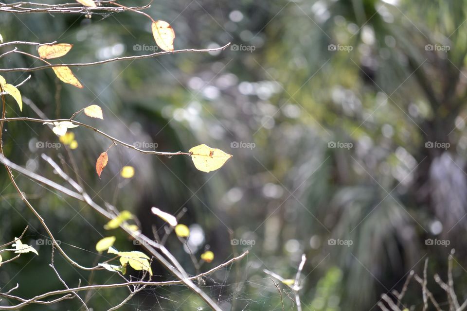 Tiny yellow leaves on very small branches with blurred woods in the background 