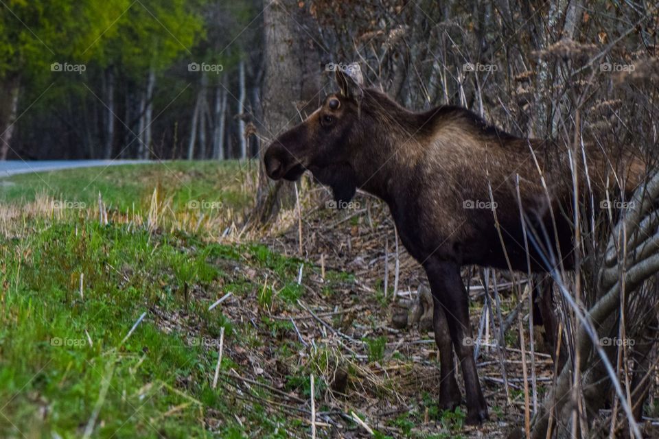 Young bull moose coming out of the woods to cross the road 