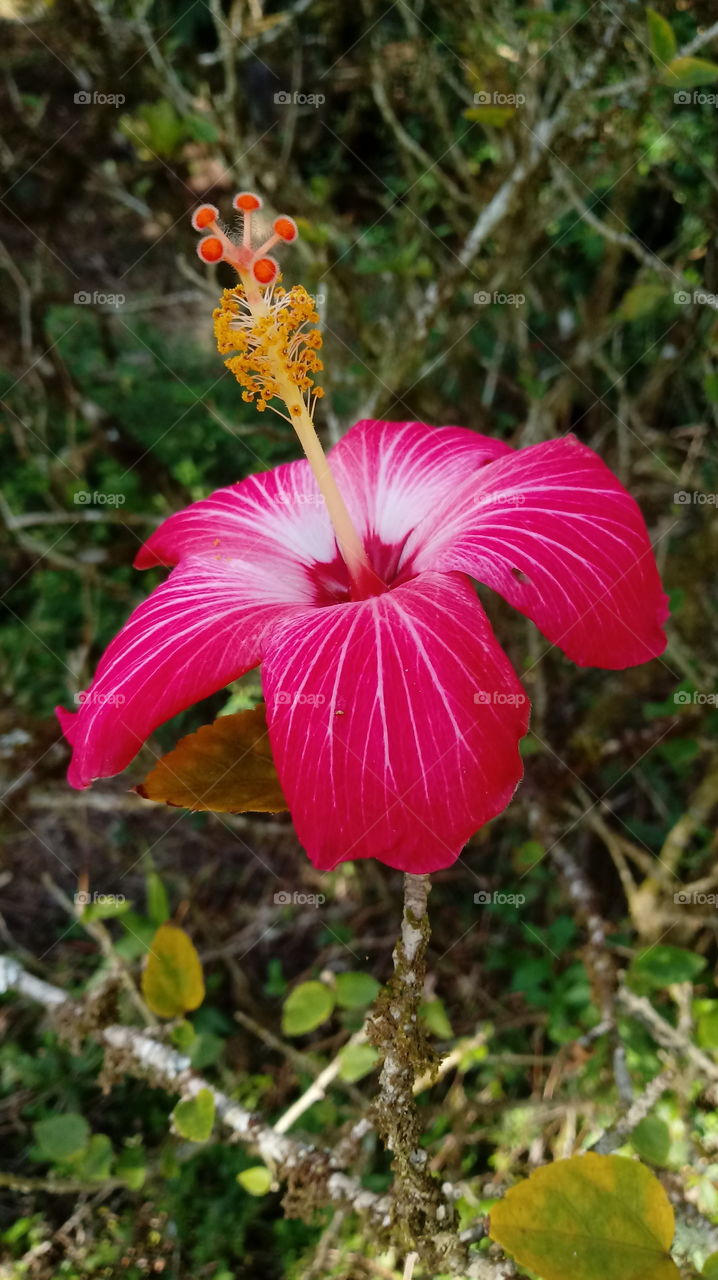 GARDEN BEAUTY HIBISCUS FLOWERS NATURE