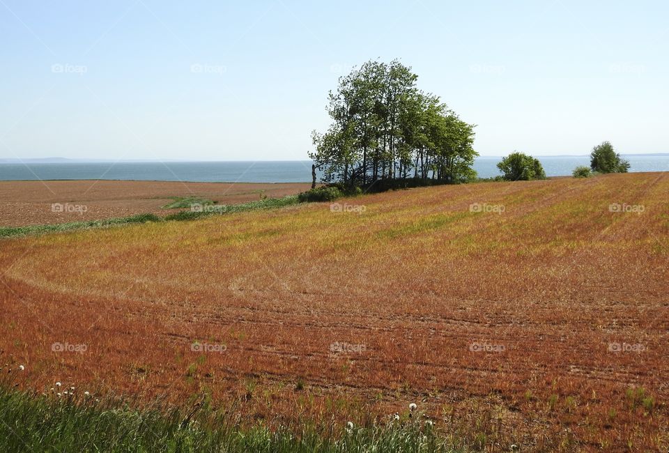 Agricultural field on the edge of the Minas Basin in Nova Scotia 