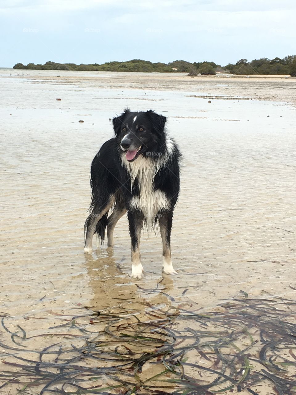 Smiling, wet, happy border collie off leash standing in ocean 