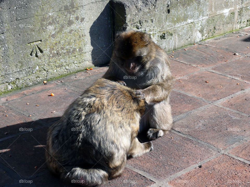 Two Barbary macaques delousing themselves on square in Gibraltar.