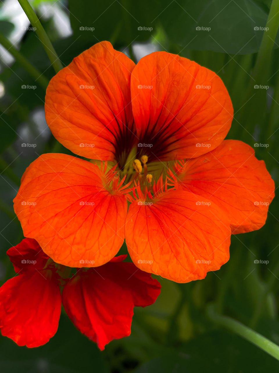 Orange flower plant zoomed closeup detailed phone photography photo image pic picture Mother Nature vibrant colors colorful pretty beautiful life living earthy hippie spring flowers no people bright outdoors contrast 