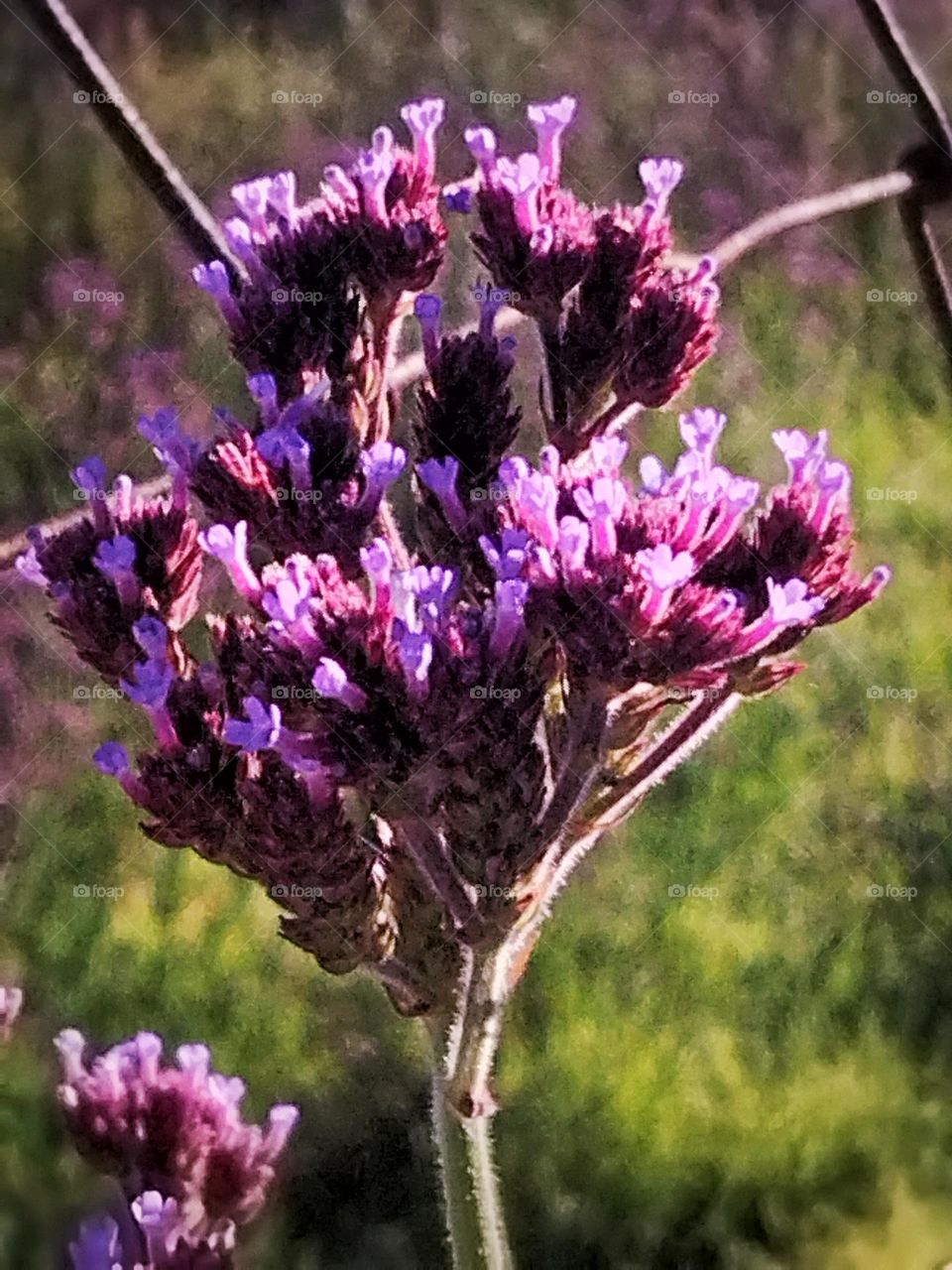 purple top vervain