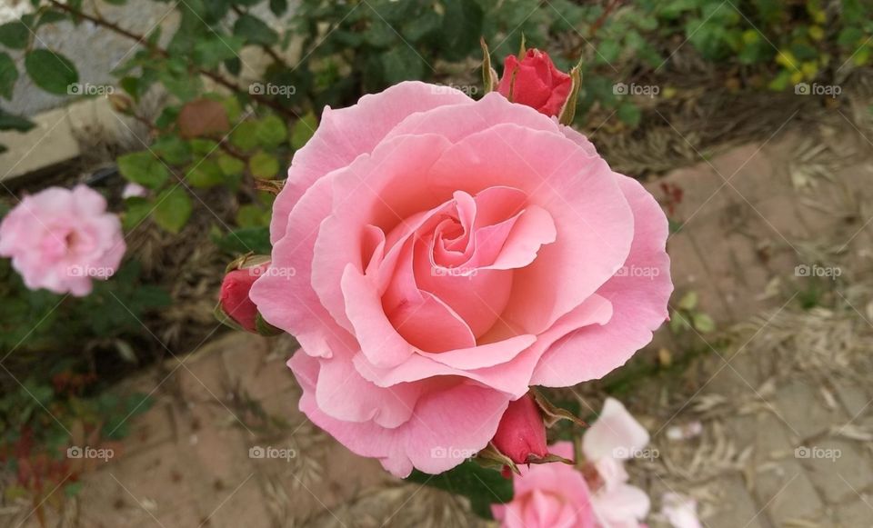 Pink rose
