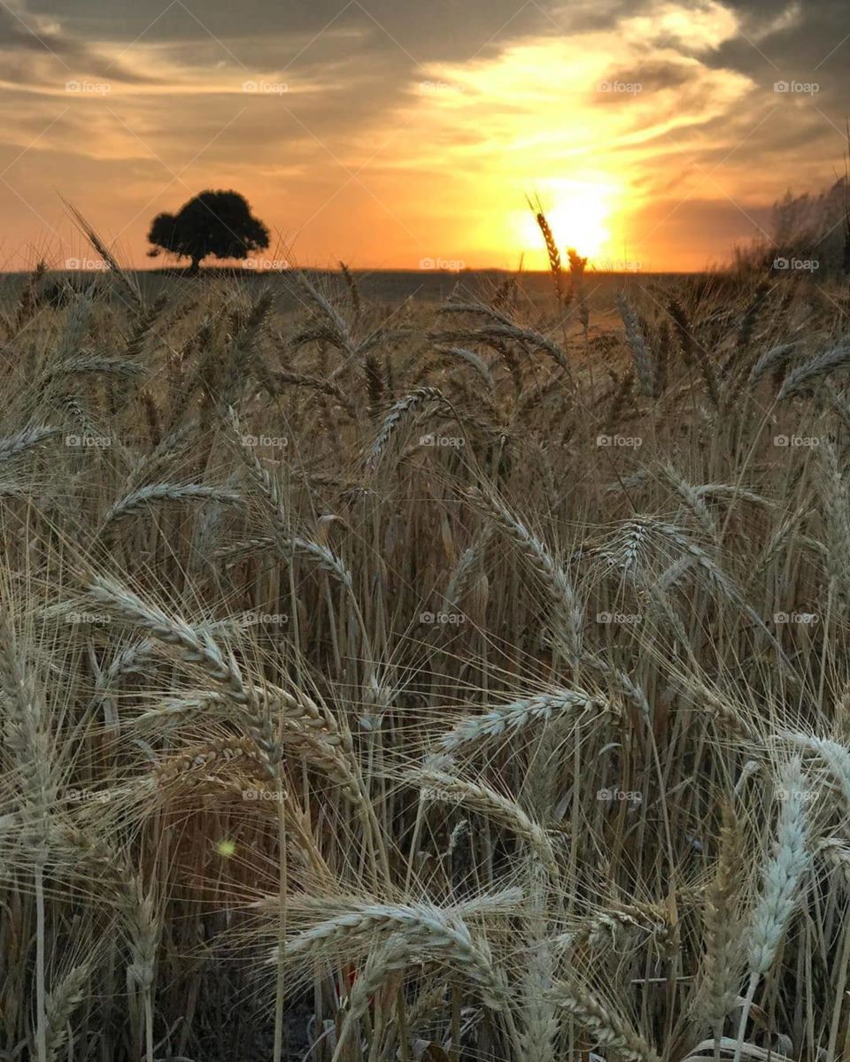 the most beautiful sunset in nature