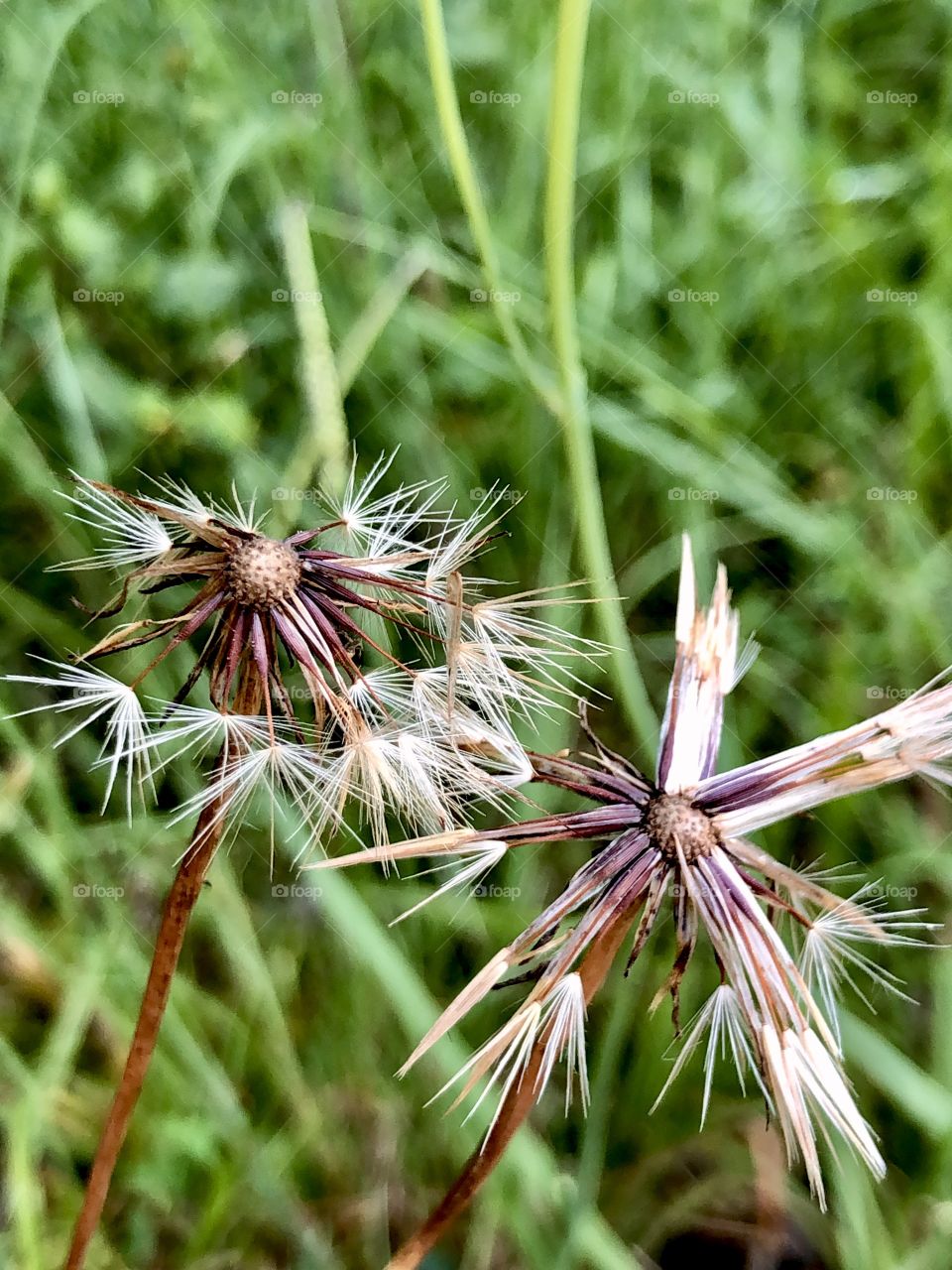 Last dandelion seeds hanging on to stem