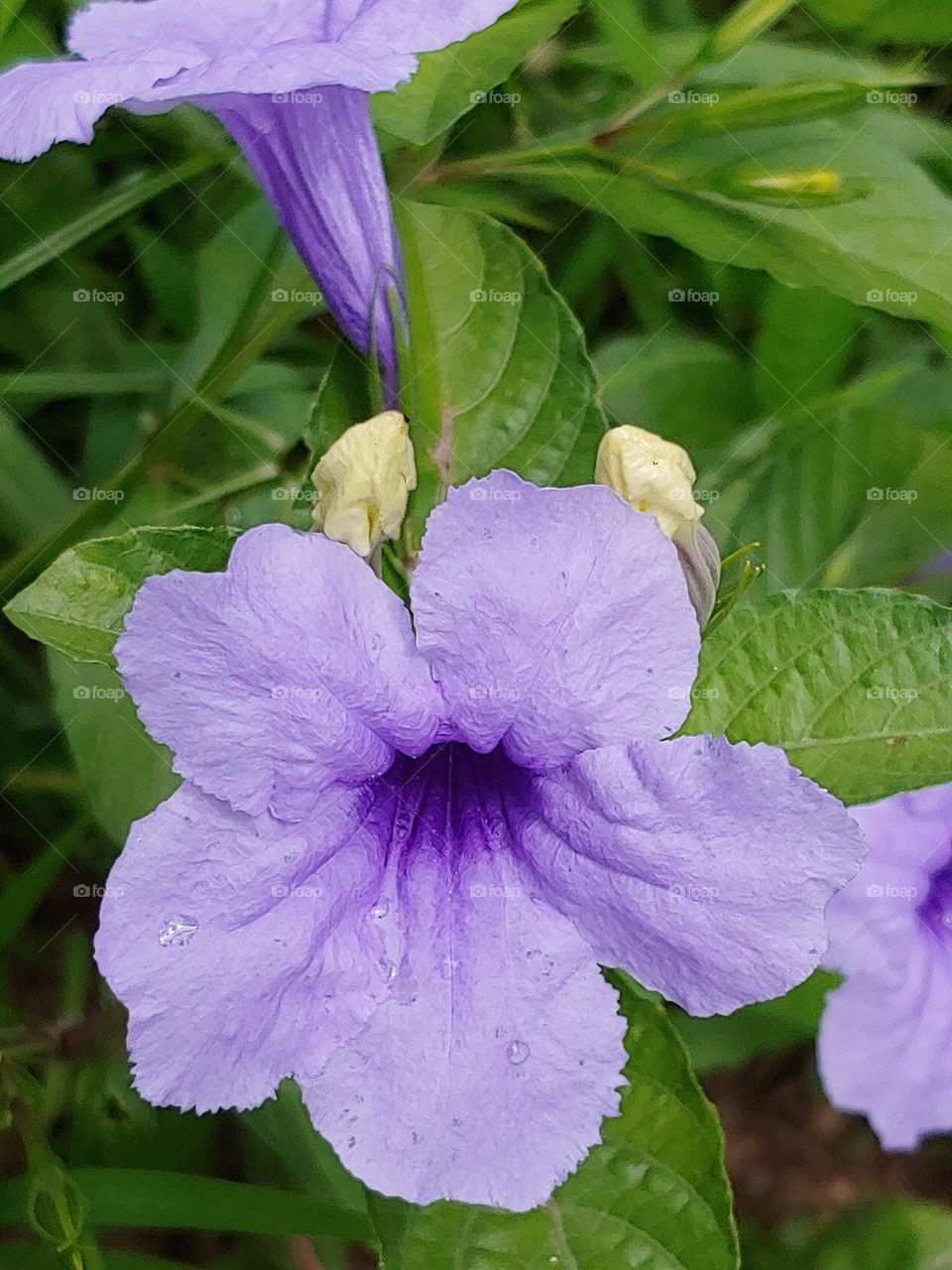 garden flowers captured