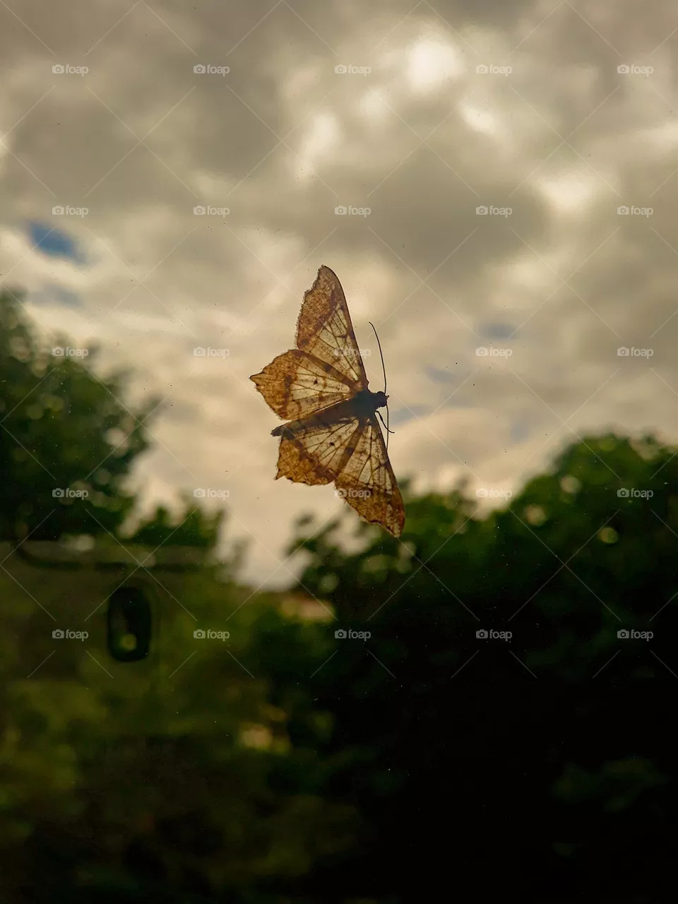 Borboleta