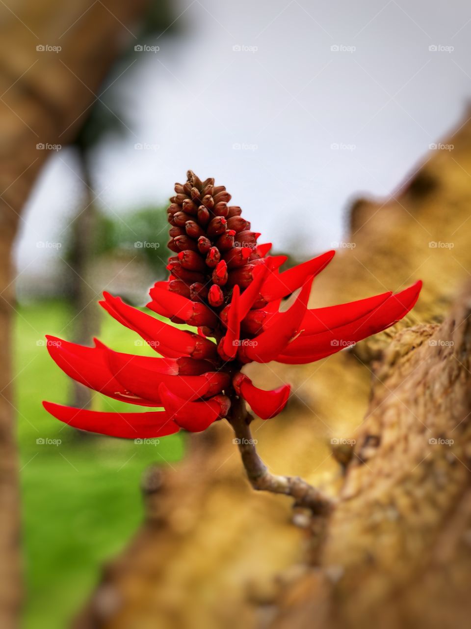 Beautiful Botanicals, Red Flower & Tree Bark! Perfect Canvas Art, Metal Art, Hotel Art, Medical Art, Wall Art, Home Decor 