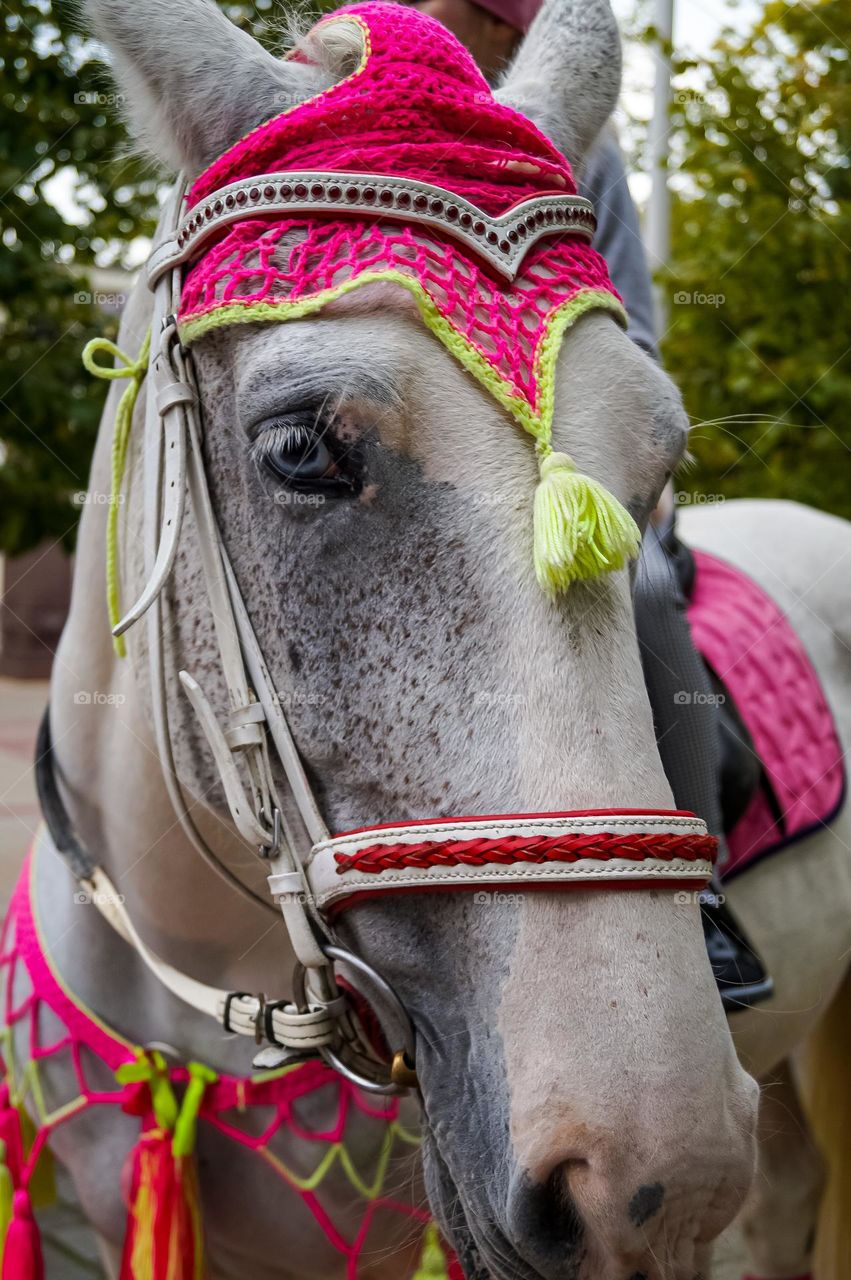 Circus horse waiting for the next performance