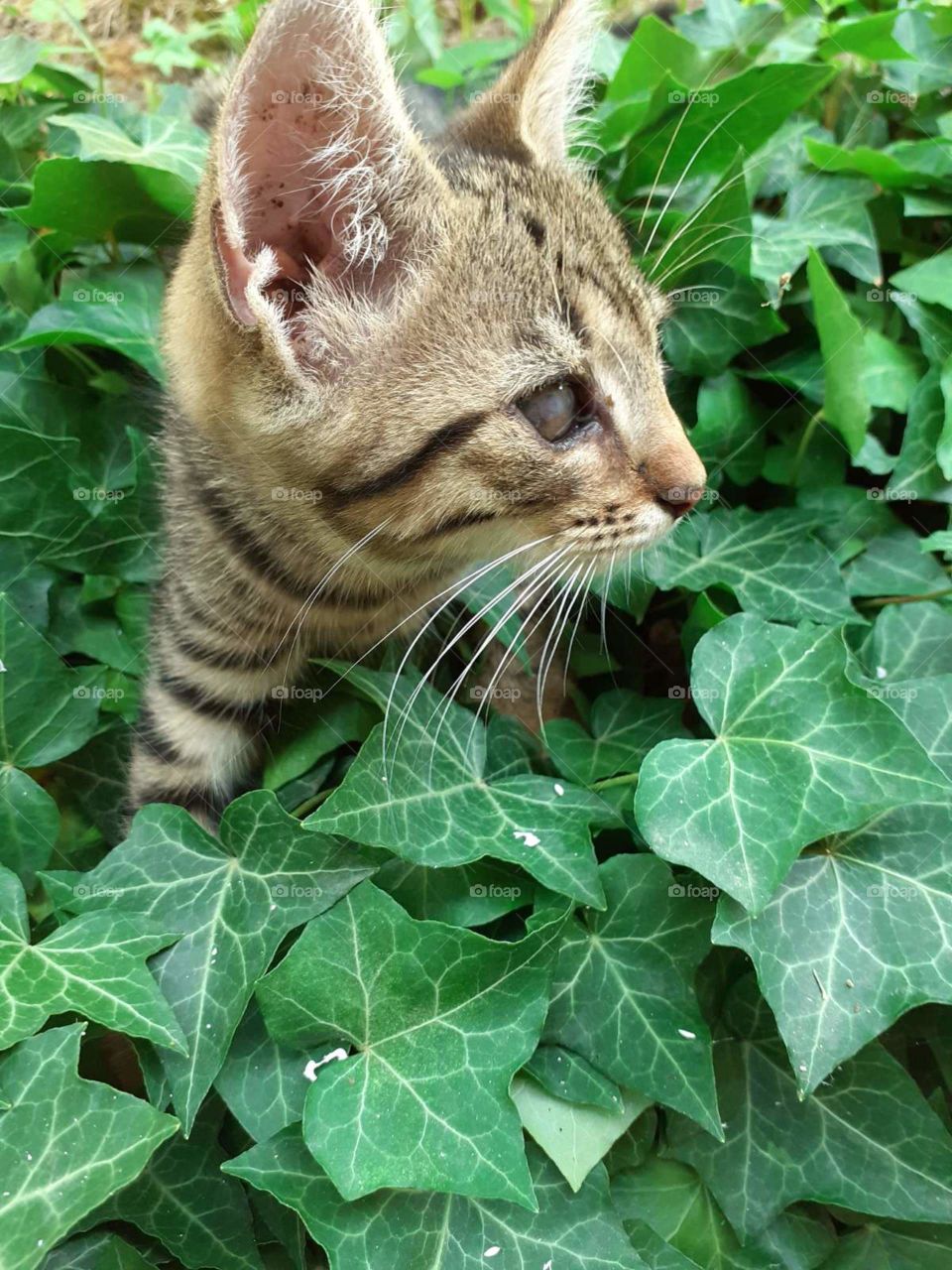cat in the ivy