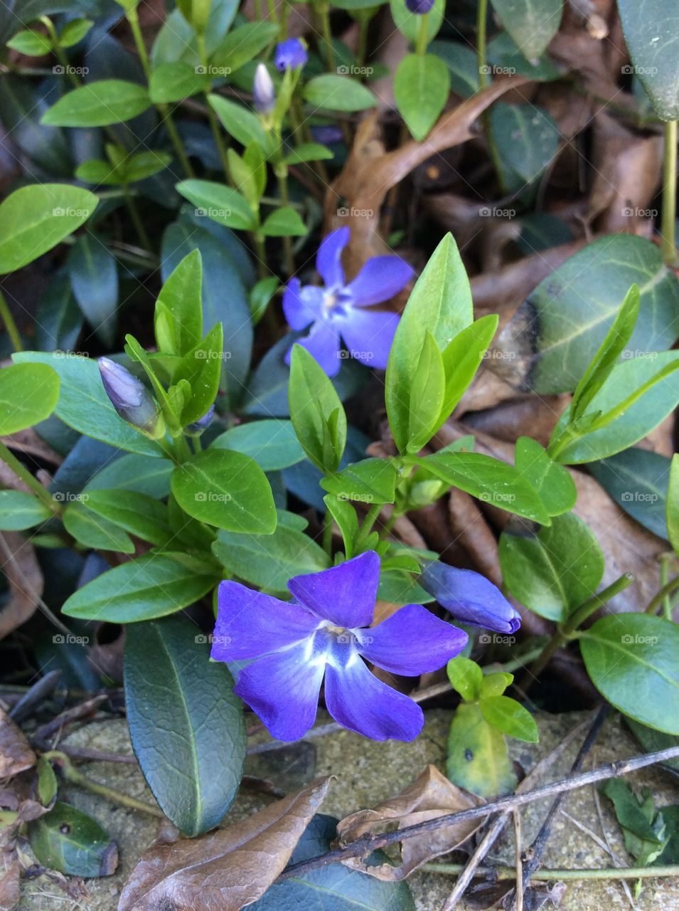 Flower, Leaf, Nature, Flora, Garden