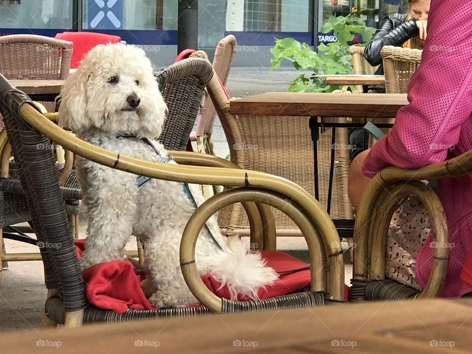 White dog sitting on a chair at an outdoors restaurant 