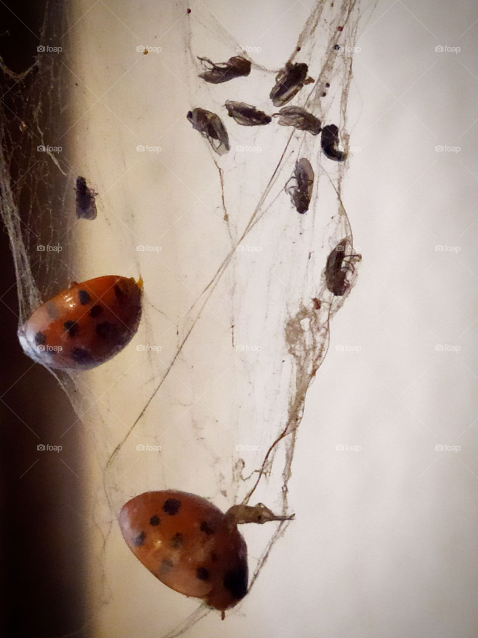 Spider's web containing insects