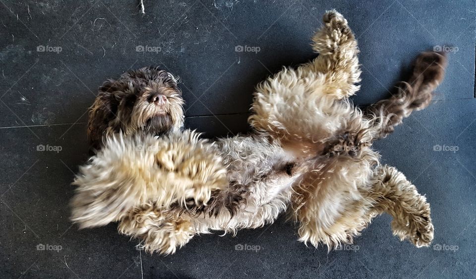 Labradoodle rolling over