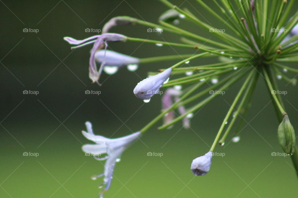 Wet green beauty 