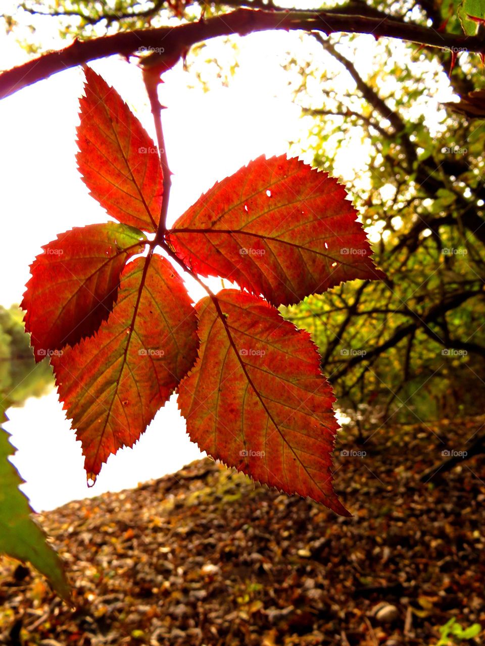 red color story