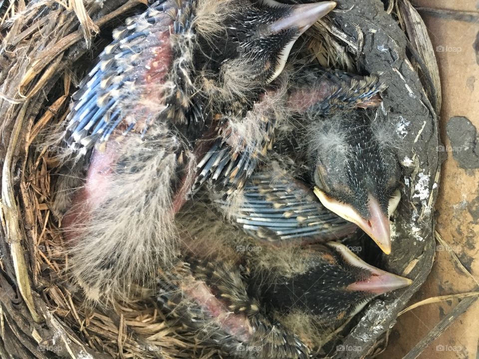 Baby robins in nest
