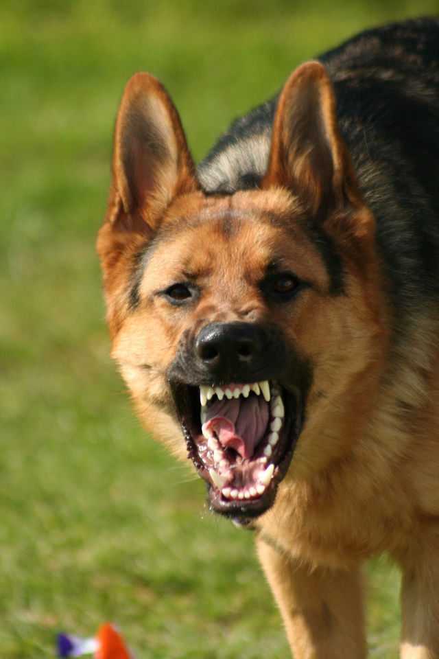 angry gsd