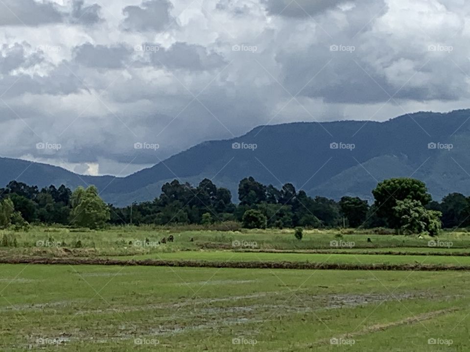 The stories of the rice field, Thailand.