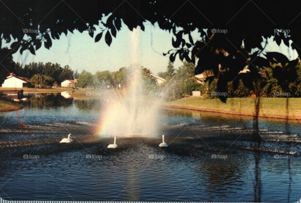 Swans and Fountain
