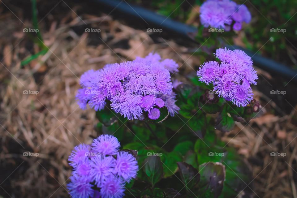 Ageratum Gauston