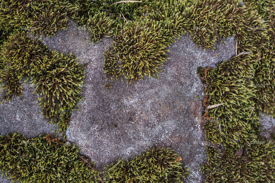 Moss and Rock Texture 